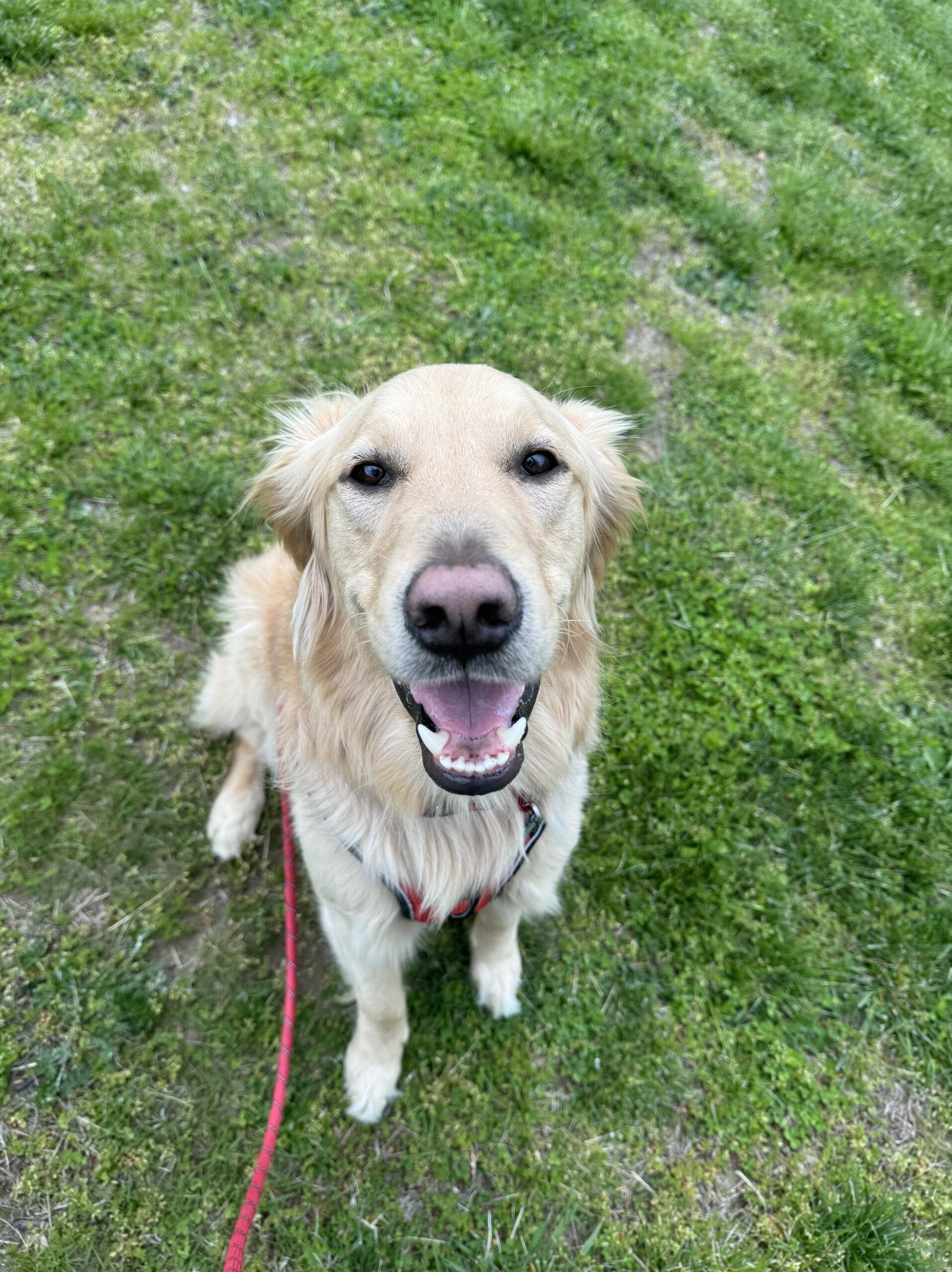 Bauer - Service Dog at Meta Addiction Treatment